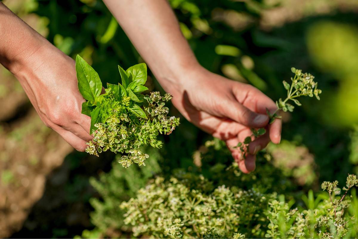 A person's hands picking sprigs of basil and thyme in a garden.jpg