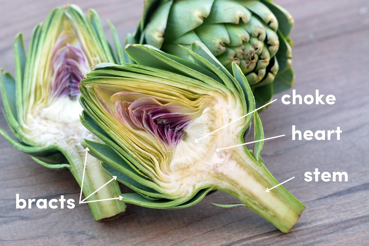 Anatomy of an artichoke bud.jpg