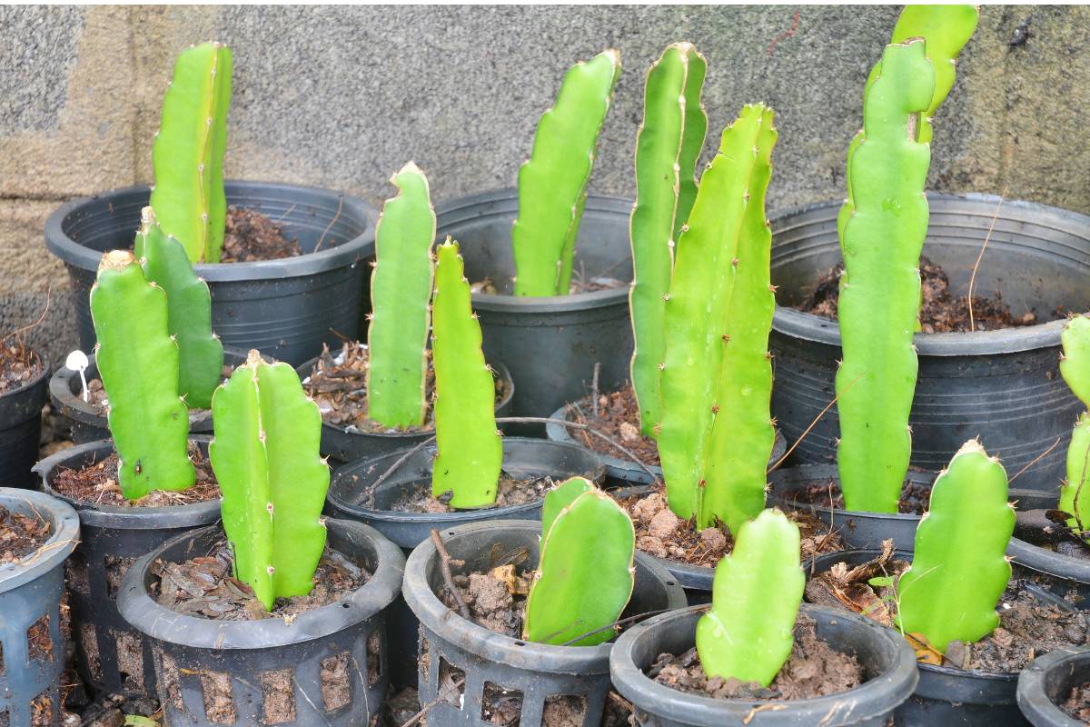 dragon fruit cuttings.jpg